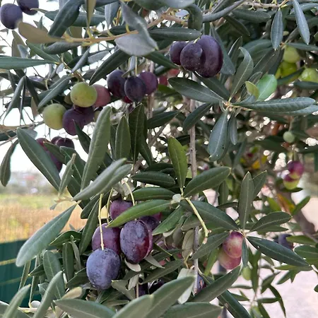 Apartment Casa Loro Mit Meerblick Und Privatem Pool Trogir