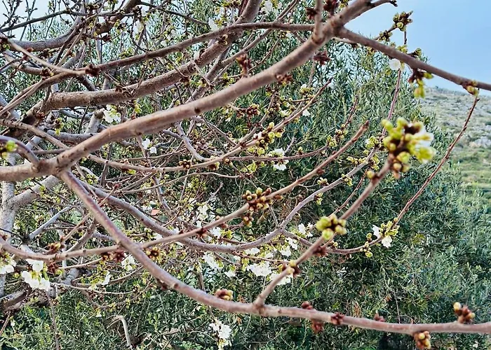 Casa Loro Mit Meerblick Und Privatem Pool Trogir