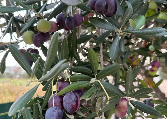 Апартаменты Casa Loro Mit Meerblick Und Privatem Pool Трогир